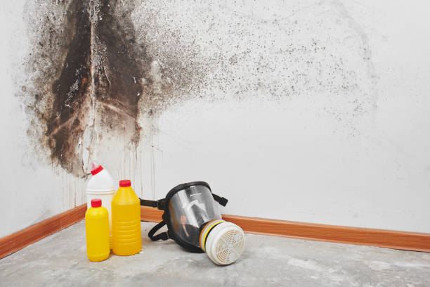 Trusted Mammoth Lakes, CA Mold Removal Experts
