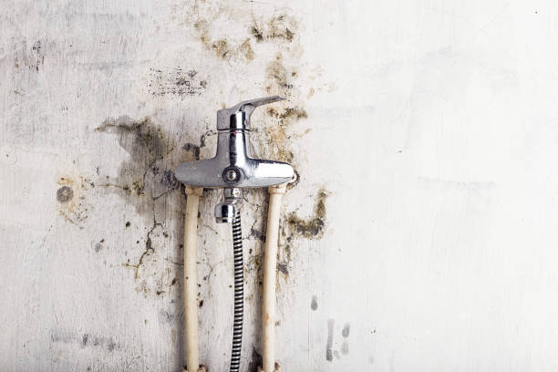 Best Emergency Mold Removal  in Mammoth Lakes, CA
