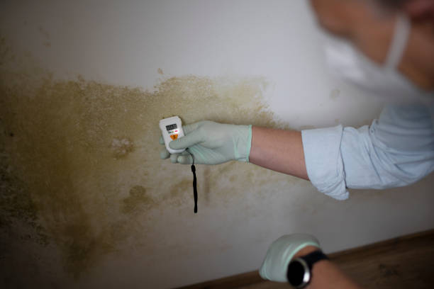 Best Mold Removal Process  in Mammoth Lakes, CA