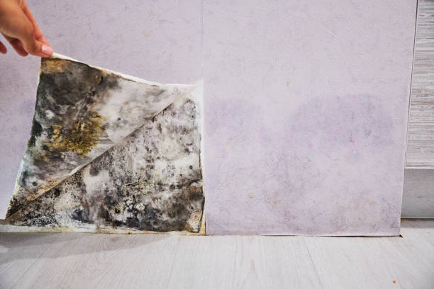 Best Mold Remediation  in Mammoth Lakes, CA